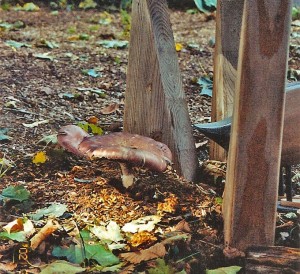 Mushroom-Fence
