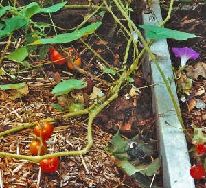 Mushroom-Garden
