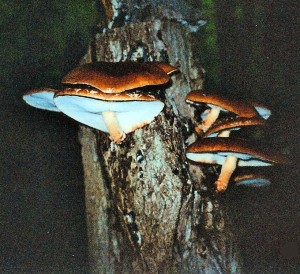 Mushroom-Night