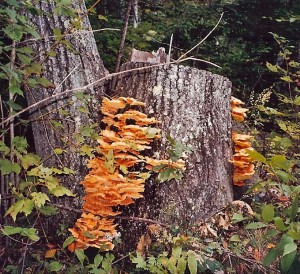 Stump-Innoculation1-300x274
